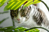 Pet-Safe Flowers and Plants for a Happier, Healthier Home