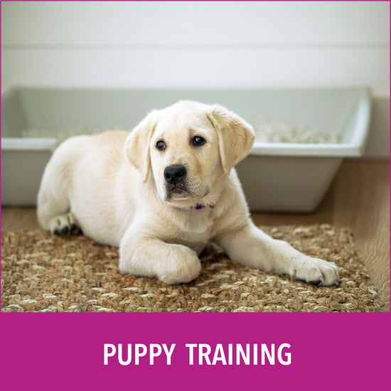 Natural Paper Fiber Dog Litter